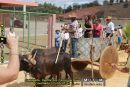 Cavalgada, Desfile dos Carros de Boi e Cavalhada