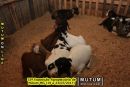 33ª Exposição Agropecuária de Mutum-MG (19 a 23/07/2017)