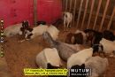 33ª Exposição Agropecuária de Mutum-MG (19 a 23/07/2017)