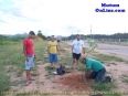 Plantio de Mudas às margens da Rodovia MG 108, sentido Mutum-Lajinha-MG (23/01/2012)